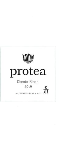 Protea