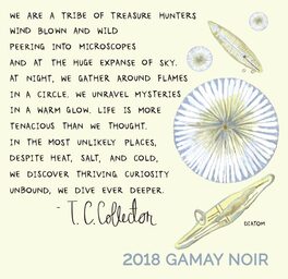 Gamay Noir