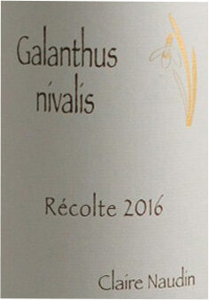 Galanthus Nivalis