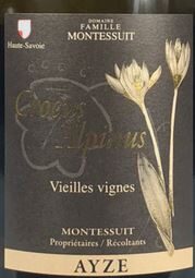 Crocus Alpinus