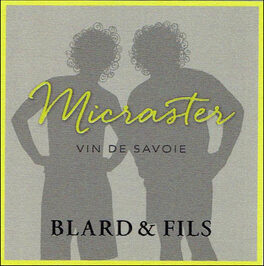 Micraster