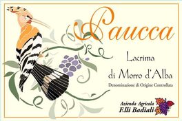 Paucca