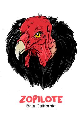 Zopilote
