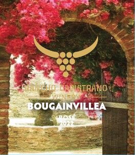 Bougainvillea