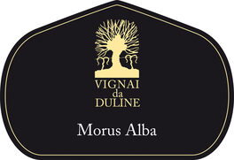 Morus Alba