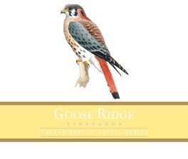 American Kestrel