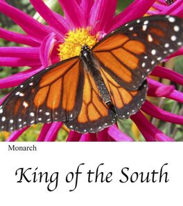 King Of The South