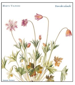 Fiore Dei Calanchi