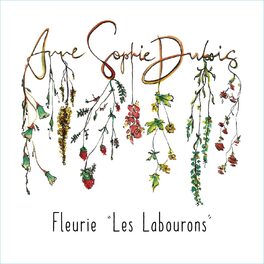 Vielles Vignes