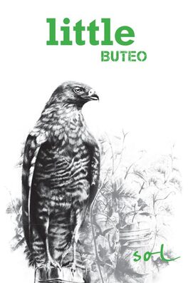 Little Buteo